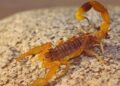 Alacranes en época de calor: qué hacer y qué no hacer ante una picadura