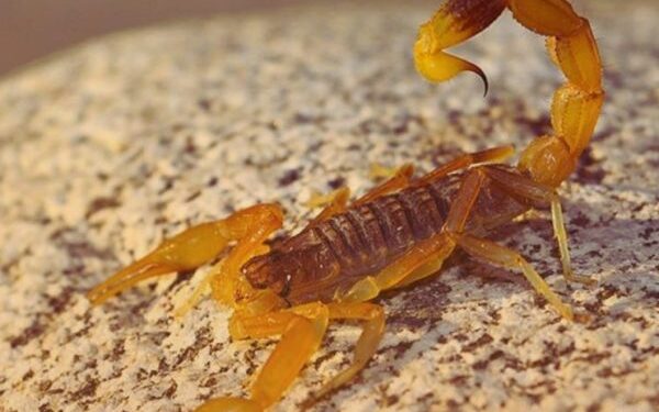 Alacranes en época de calor: qué hacer y qué no hacer ante una picadura