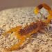 Alacranes en época de calor: qué hacer y qué no hacer ante una picadura