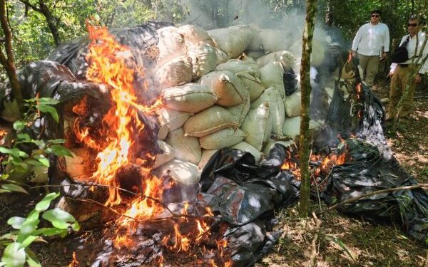 Destrucción de gran estructura de producción de marihuana causa pérdida de USD 1.183.000 al narcotráfico