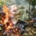 Destrucción de gran estructura de producción de marihuana causa pérdida de USD 1.183.000 al narcotráfico