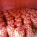 Productores de Caazapá concretan exitosa comercialización de cebolla en el Mercado de Abasto