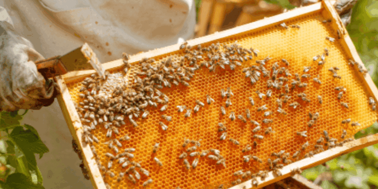 PRECAUCIÓN ANTE ENJAMBRES DE ABEJAS