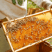 PRECAUCIÓN ANTE ENJAMBRES DE ABEJAS
