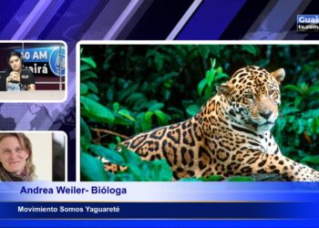 PROYECTO IMPULSA MÉTODOS AMIGABLES PARA PROTEGER AL YAGUARETÉ