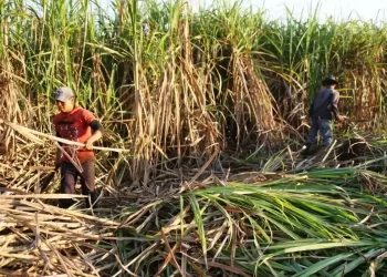 CRISIS DEL SECTOR CAÑICULTOR: PRODUCTORES EXIGEN PAGO DE DEUDA MILLONARIA A PETROQUIN S.A