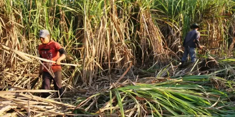 CRISIS DEL SECTOR CAÑICULTOR: PRODUCTORES EXIGEN PAGO DE DEUDA MILLONARIA A PETROQUIN S.A