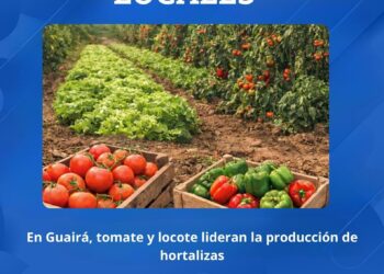 PRODUCCIÓN DE HORTALIZAS EN GUAIRÁ: TOMATE Y LOCOTE SON LOS DE MAYOR VOLUMEN Y NO HUBO QUEJAS SOBRE LA VÍA LIBRE A LA IMPORTACIÓN