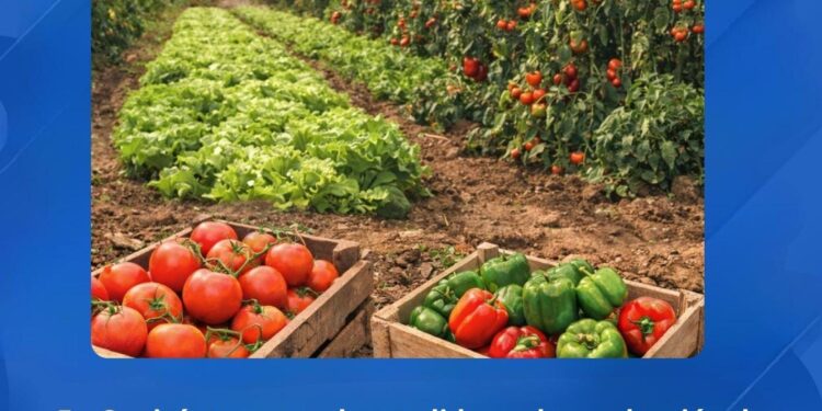 PRODUCCIÓN DE HORTALIZAS EN GUAIRÁ: TOMATE Y LOCOTE SON LOS DE MAYOR VOLUMEN Y NO HUBO QUEJAS SOBRE LA VÍA LIBRE A LA IMPORTACIÓN