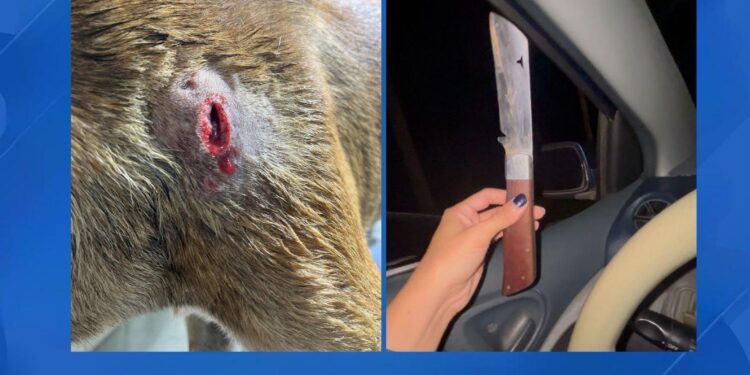 GRAVE HECHO DE MALTRATO ANIMAL EN GUAIRÁ: FAMILIA PIDE JUSTICIA
