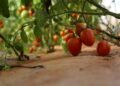 Producción de tomate prospera en temporada atípica gracias al Plan Nacional del MAG