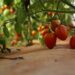 Producción de tomate prospera en temporada atípica gracias al Plan Nacional del MAG