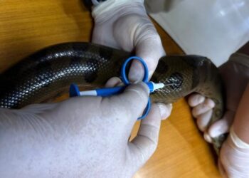 Colocan microchips para monitorear población de mbói jagua en el Refugio Biológico de Mbaracayú