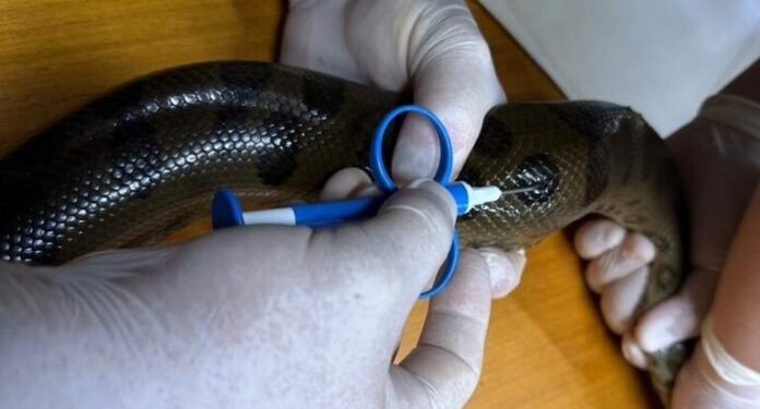 Colocan microchips para monitorear población de mbói jagua en el Refugio Biológico de Mbaracayú