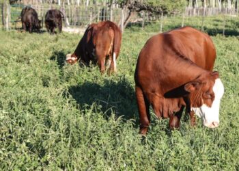 Paraguay implementa sistema de trazabilidad de productos bovinos para acceder a mercados premium