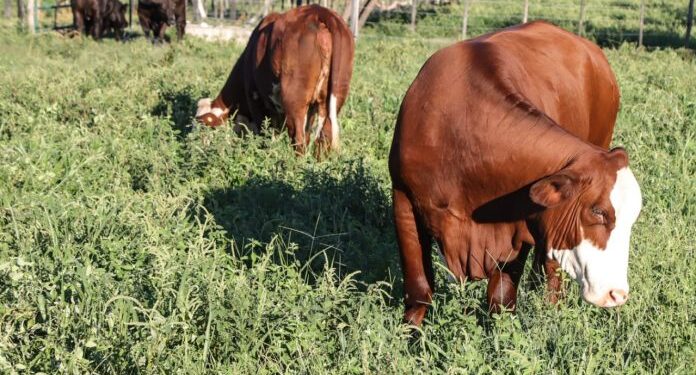 Paraguay implementa sistema de trazabilidad de productos bovinos para acceder a mercados premium