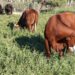 Paraguay implementa sistema de trazabilidad de productos bovinos para acceder a mercados premium