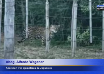 INFORMAN AVISTAMIENTO DE TRES EJEMPLARES DE JAGUARETE