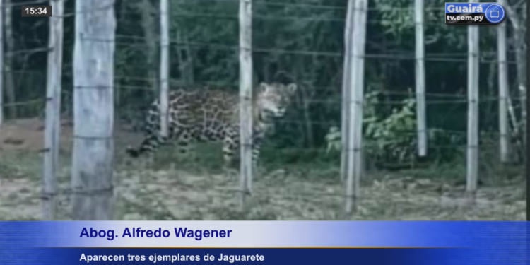 INFORMAN AVISTAMIENTO DE TRES EJEMPLARES DE JAGUARETE
