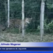INFORMAN AVISTAMIENTO DE TRES EJEMPLARES DE JAGUARETE